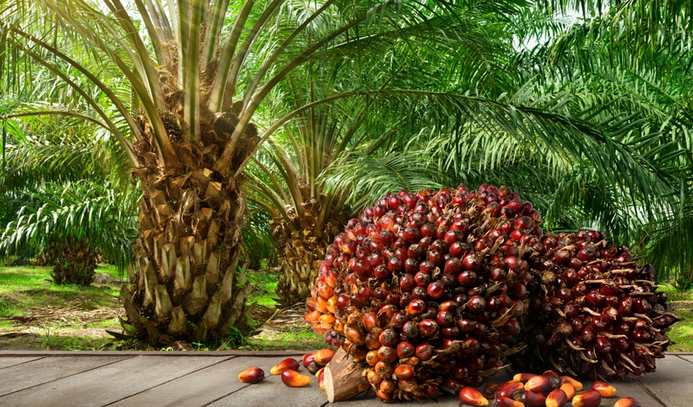 Palm Oil Plantation Guide