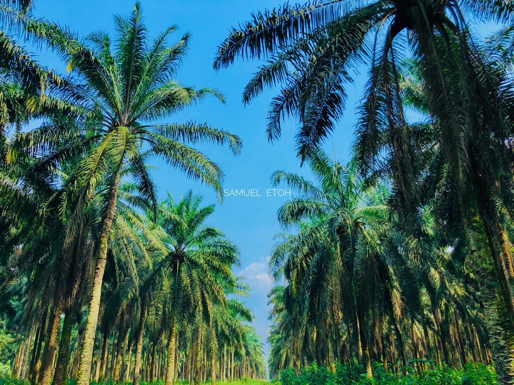 Palm Oil Plantation Guide
