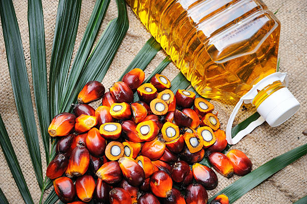 Palm Oil Plantation Guide